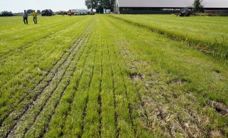 Foto 2.a.: Fout: Gras besmeurd met mest