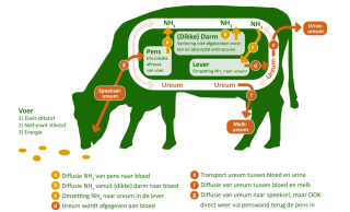 Figuur 1. Schematische weergave ammoniak en ureumstromen door het lichaam van de koe: De hoeveelheid ureum in de melk (MUC) en urine wordt voornamelijk bepaald door de NH3-productie in de pens. Deze is hoger naarmate er meer voerstikstof wordt afgebroken en minder energie beschikbaar is in de pens. Daarnaast komt er ook ammoniak vrij bij het metabolisme van aminozuren. Gele en oranje pijlen geven het transport weer van respectievelijk NH3 en ureum. (Bron: https://rundveeloket.be)