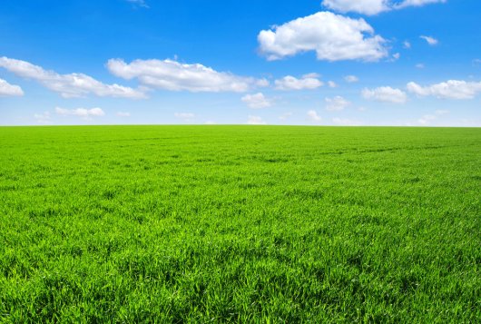 Graslandproductie gemiddeld 25% onder de maat