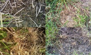 Kiemplanten na doorzaaien op vier proefveldjes