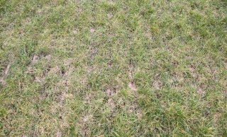 Foto 2.a.: Fout: gras besmeurd met mest.
