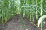Deze mais is gezaaid op 29 april 2019. De grondsoort is Veldpodzolgrond. Het rietzwenk gras is ondergezaaid op 18 juni 2019 